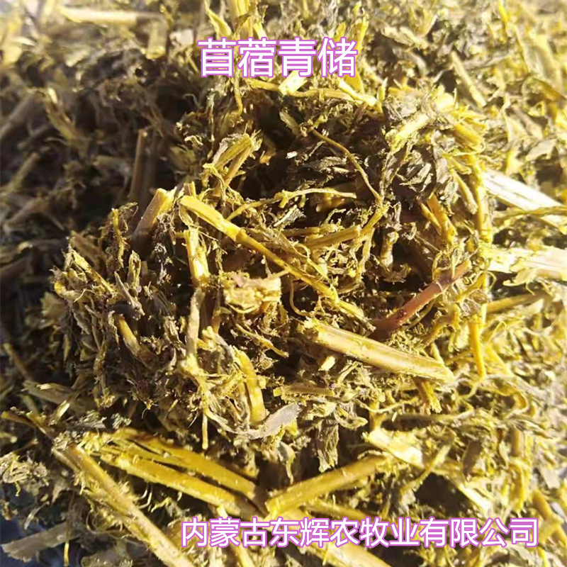 	苜蓿青储